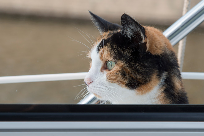 Katze an Bord – Tierischer Besuch in Bolsward