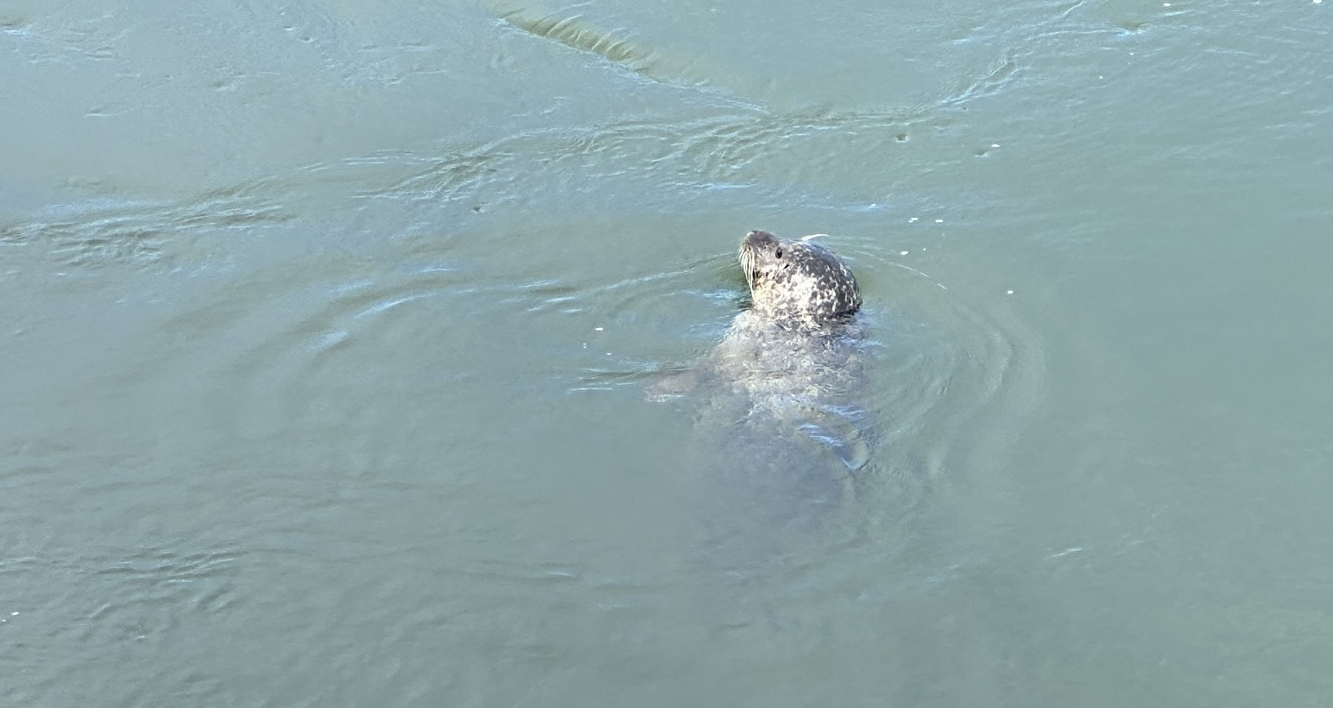 Robbe vor Schleuse, Grevelingenmeer